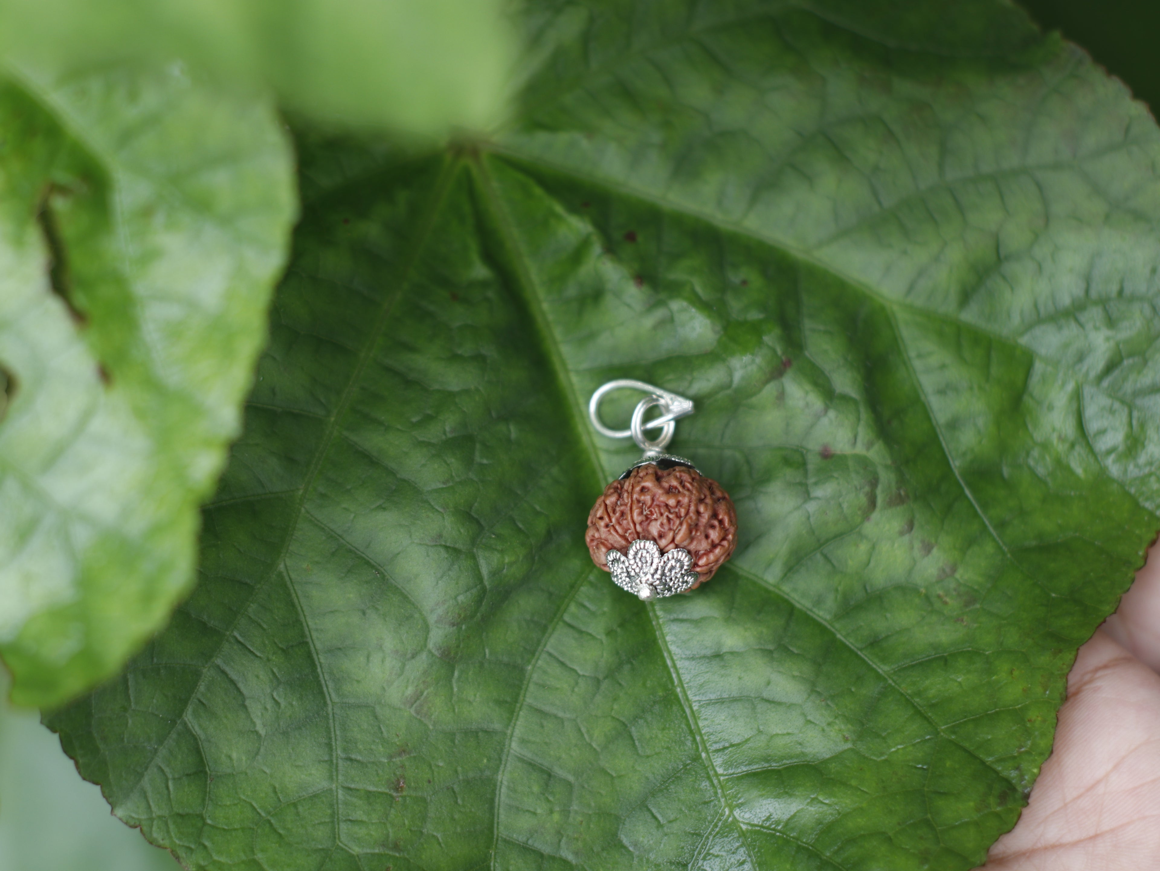 ๐ฑ 7 Mukhi Rudraksha โ Original Bead with Lab Certificate | For Wealth, Career Stability & Shani Dosha Relief